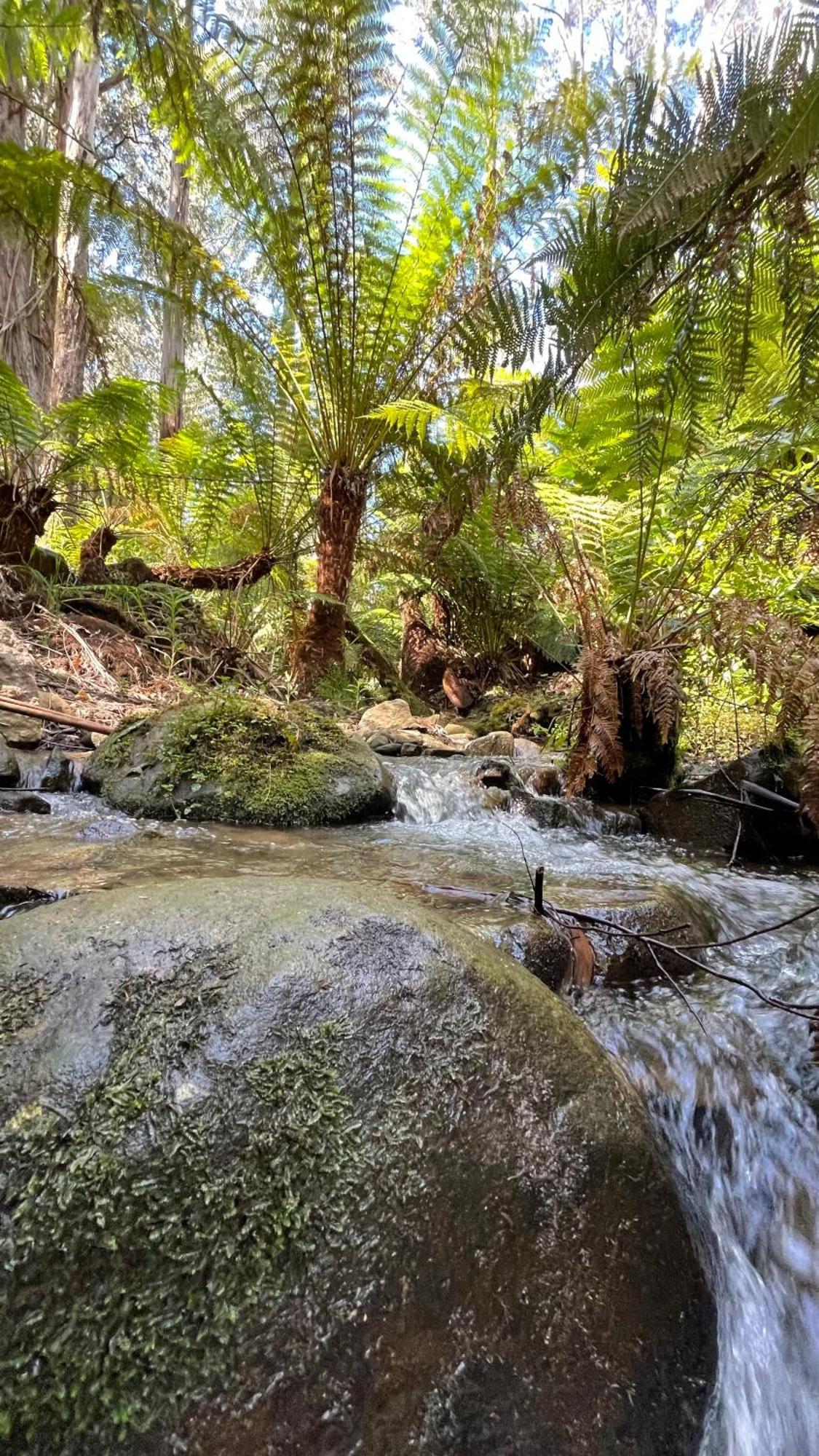 The Fernglen Forest Retreat Mount Dandenong Zewnętrze zdjęcie