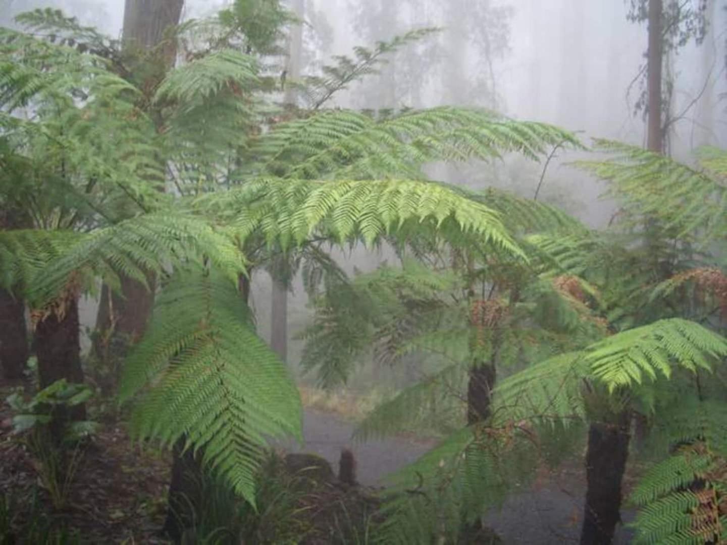 The Fernglen Forest Retreat Mount Dandenong Zewnętrze zdjęcie