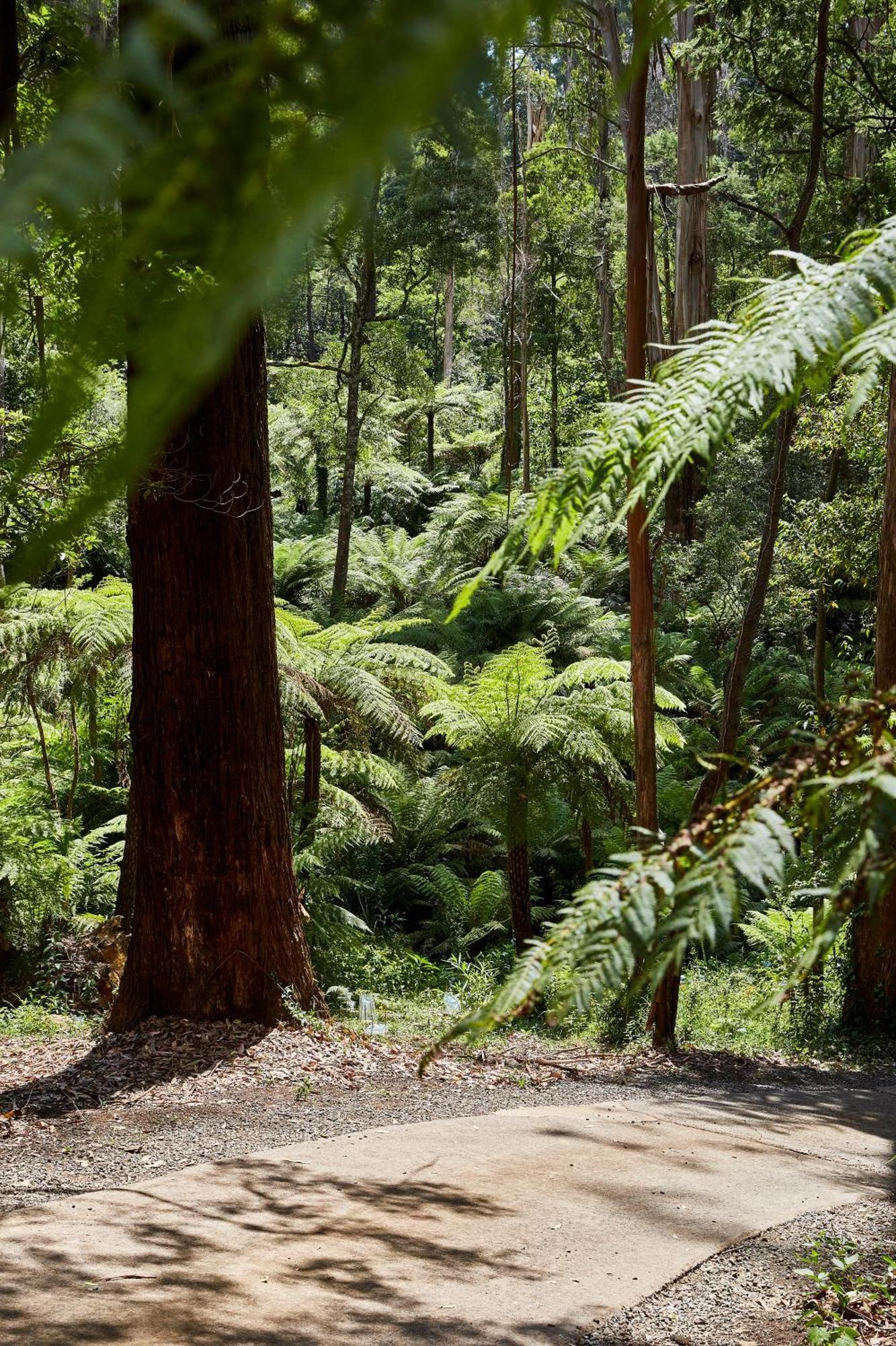 The Fernglen Forest Retreat Mount Dandenong Zewnętrze zdjęcie
